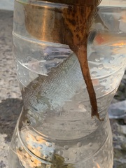 Brycon orbignyanus