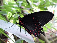 Parides photinus