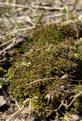 Weissia brachycarpa