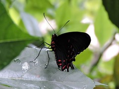 Parides photinus