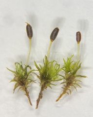 Weissia brachycarpa