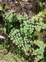 Pellaea cordifolia