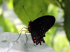 Parides photinus
