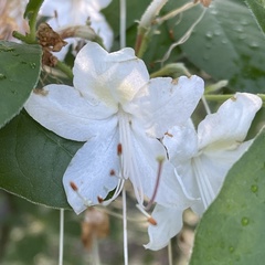 Rhododendron colemanii