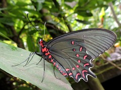 Parides photinus