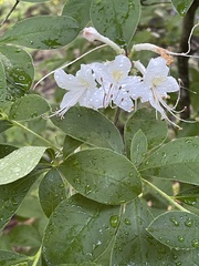 Rhododendron colemanii
