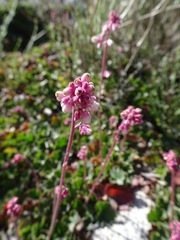 Heuchera elegans