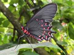 Parides photinus