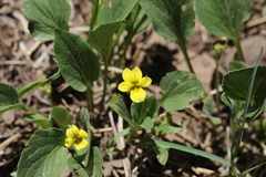 Viola praemorsa linguifolia