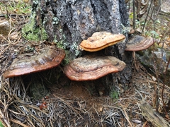Fomitopsis schrenkii