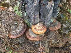 Fomitopsis schrenkii