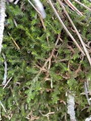 Selaginella weatherbiana