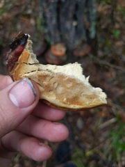 Fomitopsis schrenkii