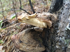 Fomitopsis schrenkii