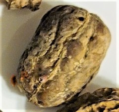 Sacoglottis amazonica