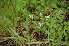 Ornithogalum baeticum