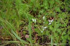 Ornithogalum baeticum