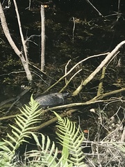 Apalone ferox