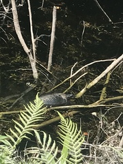 Apalone ferox