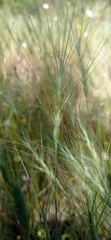Aegilops triuncialis