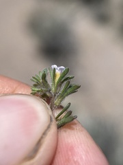 Phacelia ivesiana