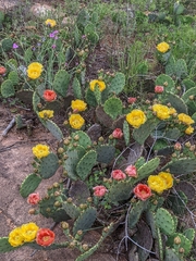 Opuntia pyrocarpa