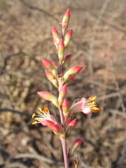 Fouquieria burragei