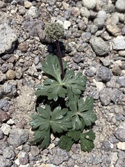 Cymopterus ripleyi