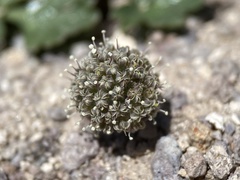 Cymopterus ripleyi