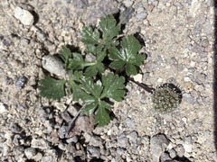 Cymopterus ripleyi