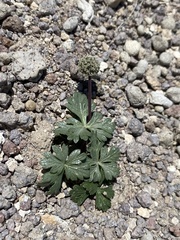 Cymopterus ripleyi