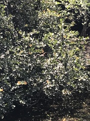 Butorides virescens image