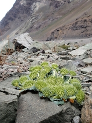 Gamocarpha scapigera