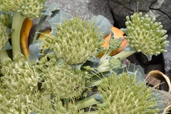 Gamocarpha scapigera