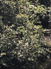 Butorides virescens image