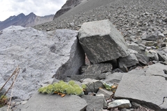 Gamocarpha scapigera