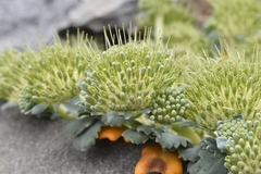 Gamocarpha scapigera