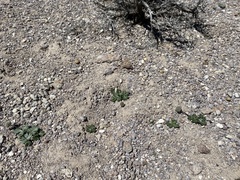 Cymopterus ripleyi