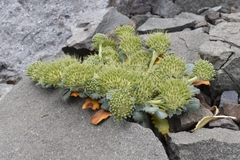 Gamocarpha scapigera