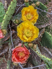 Opuntia pyrocarpa