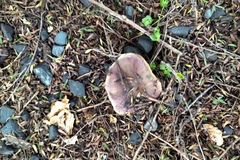Russula vinaceocuticulata