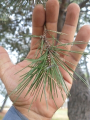 Pinus montezumae