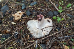Russula vinaceocuticulata