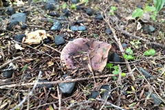 Russula vinaceocuticulata