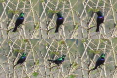 Cinnyris bifasciatus microrhynchus