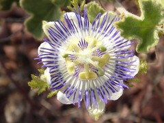 Passiflora fruticosa