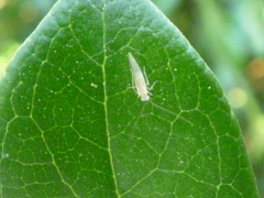 Caeciliusidae