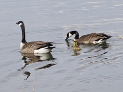 Branta canadensis
