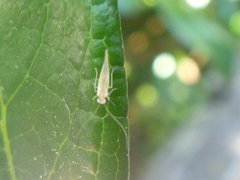 Caeciliusidae