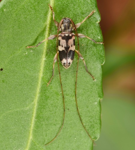 Urgleptes querci (Fitch, 1859)